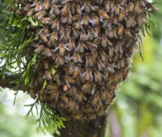Rój pszczół, pszczoły