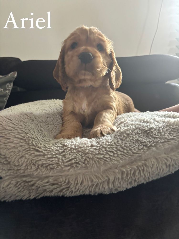 Cocker spaniel angielski