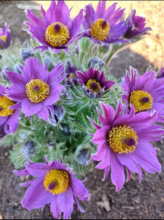 Шавлія дібровна синьо-фіолетова (шалфей)