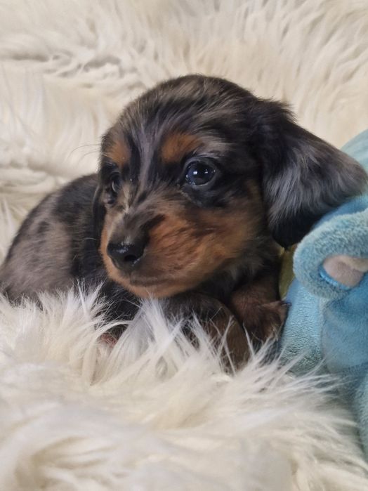 **JASPER **jamnik miniaturowy długowłosy blue merle do rezerwacji
