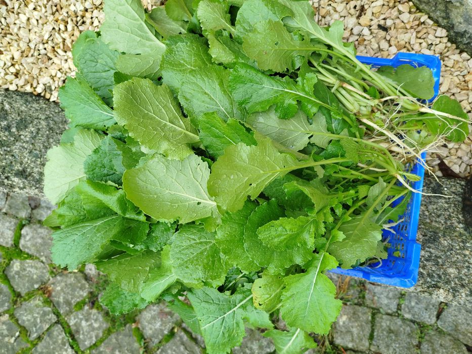 Nabiças apanhadas na hora no campo!