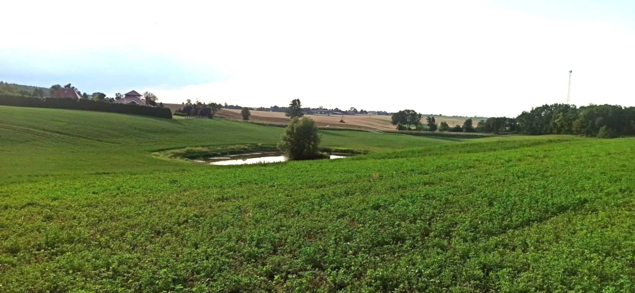 Działka w Zamku Bierzgłowskim 1,46 ha