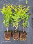 Thuja Brabant p9