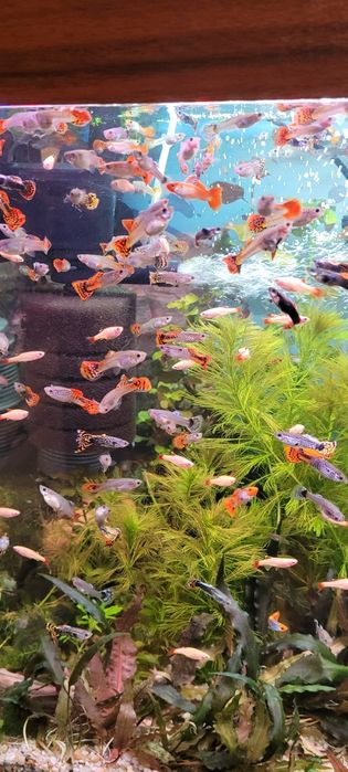 Witam sprzedam glupiki