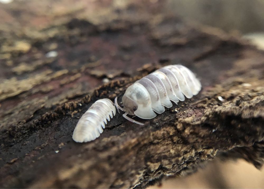 Armadillidium c.f. espanyoli Marbelized isopody