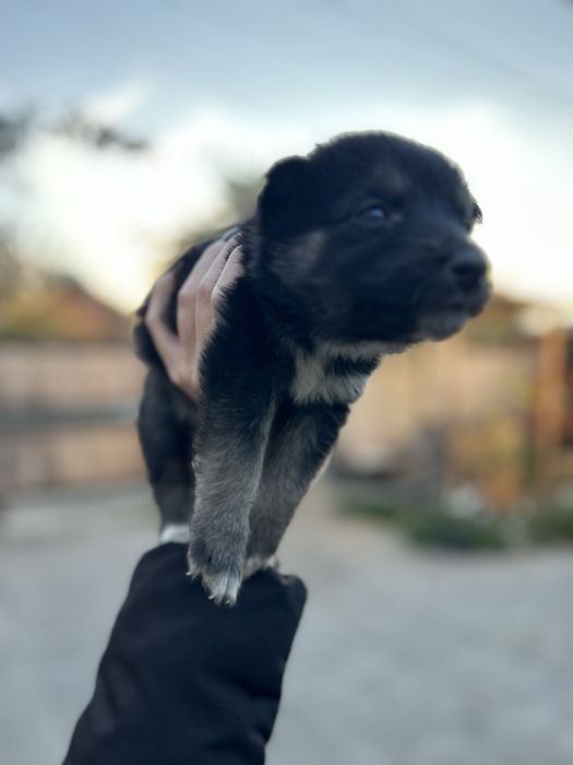 Девочка , 1 месяц , щенятко