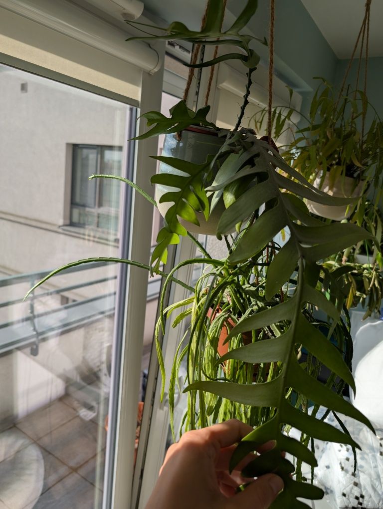 Epiphyllum chrysocardium