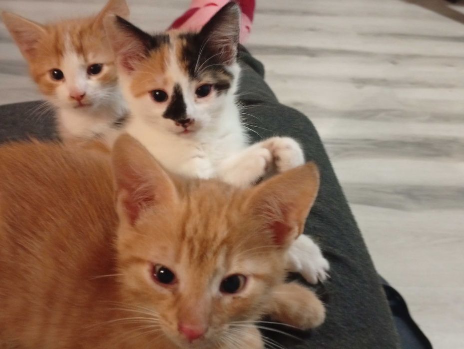 Oddam małe kotki