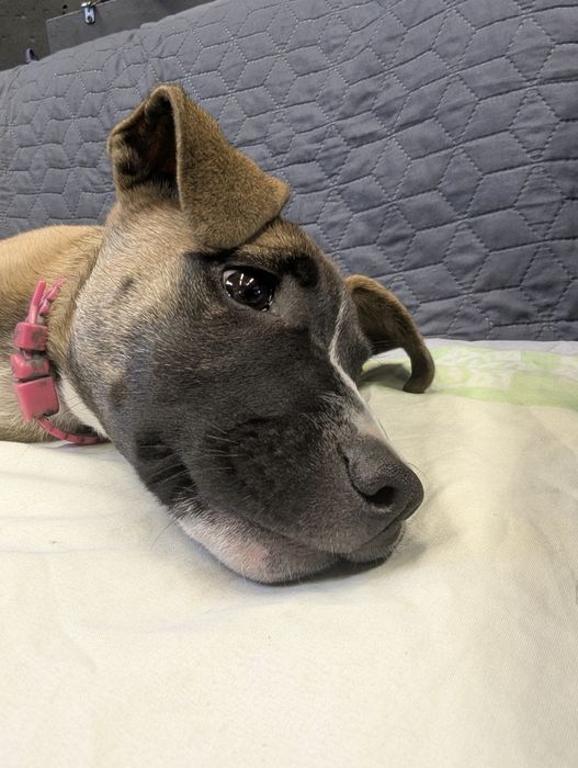 Подаруємо маленьку дівчинку Скубі-Ду