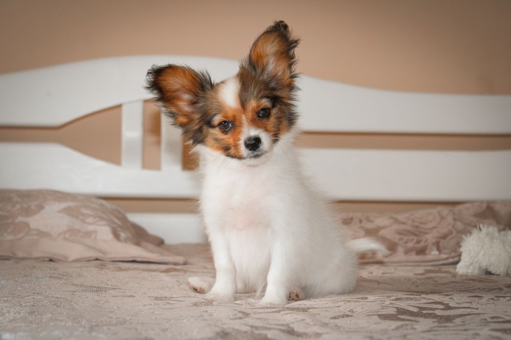 Papillon female FCI Папійон Дівчинка соболь КСУ!