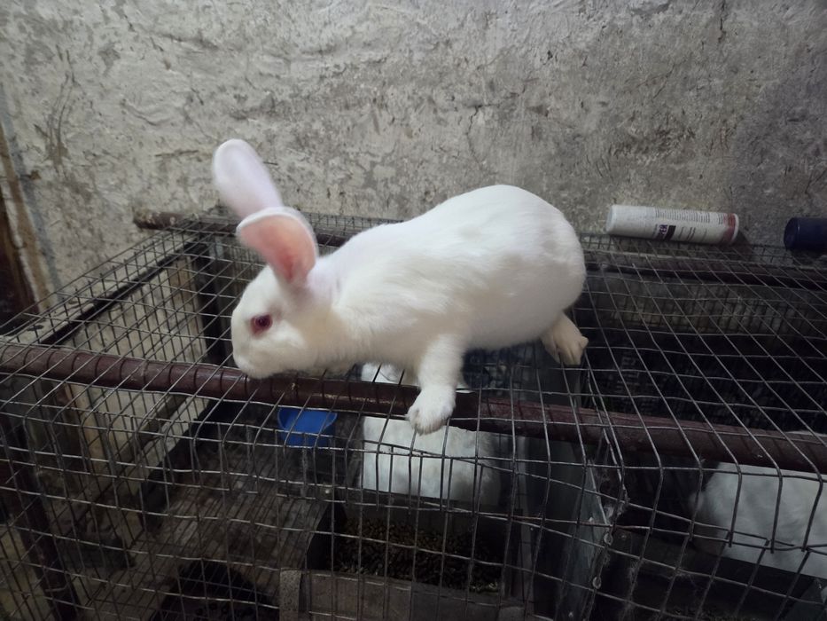Кролики,Термонська біла