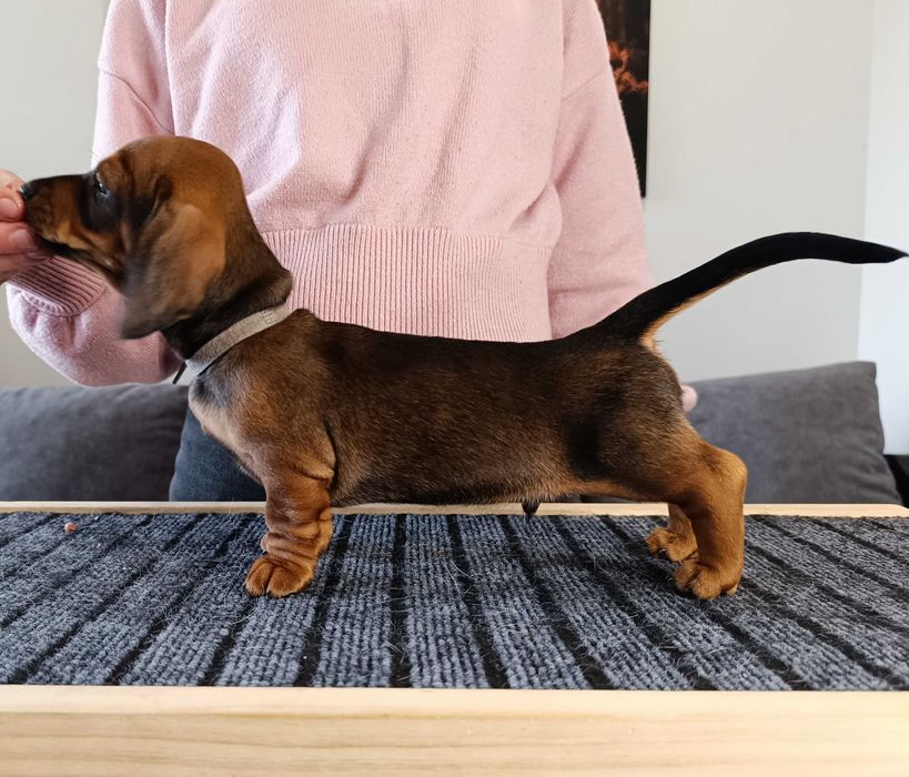 Jamnik miniaturowy FCI