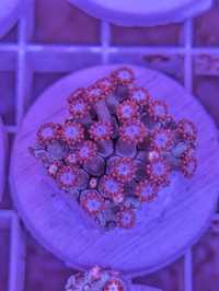 Koralowiec Goniopora frag #G3