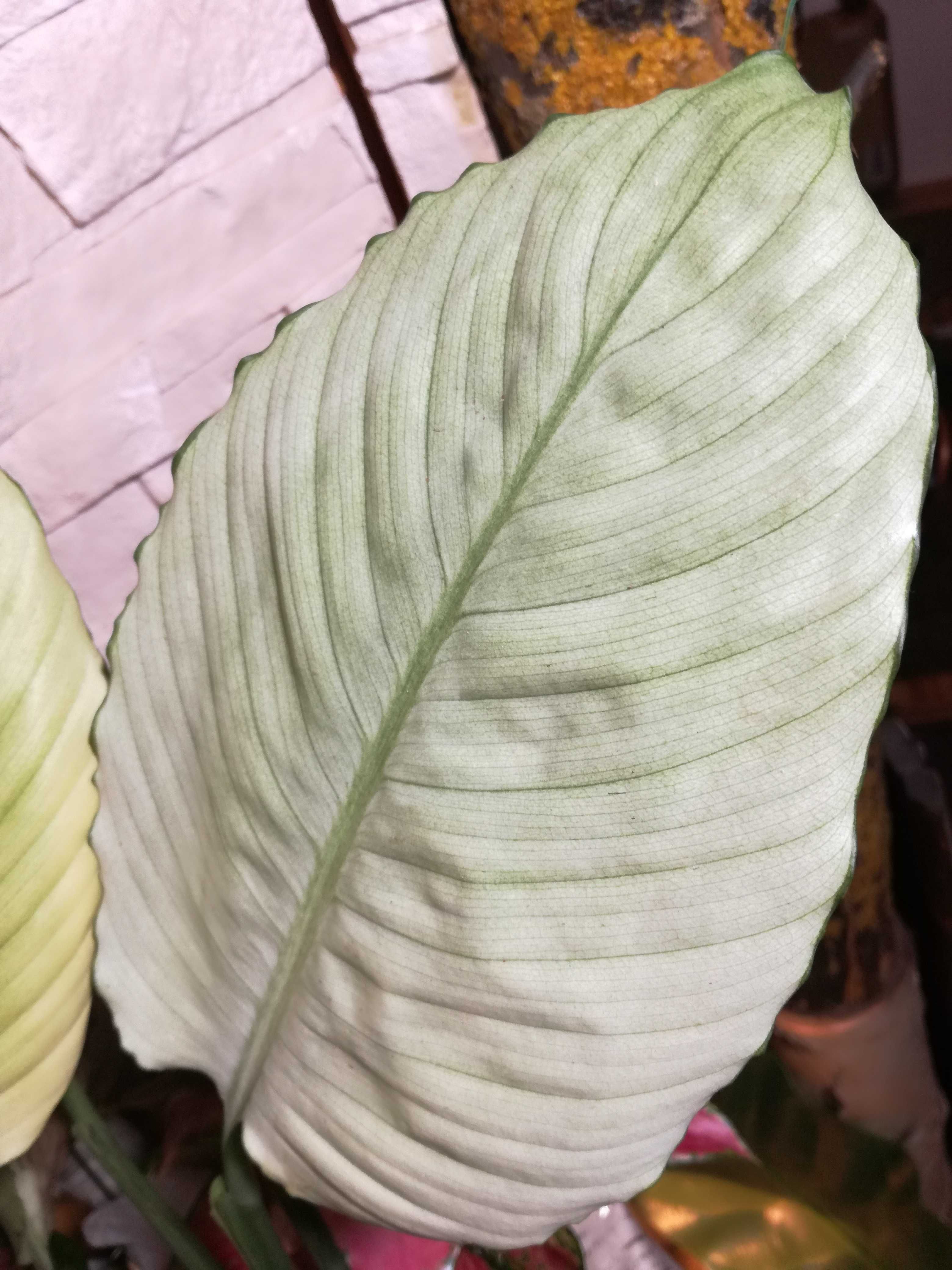 INTERNATION. Spathiphyllum Platinum Mist Skrzydłokwiat SREBRO platyna