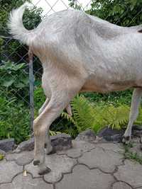 Продам англо-нубийскую козу 93,7%