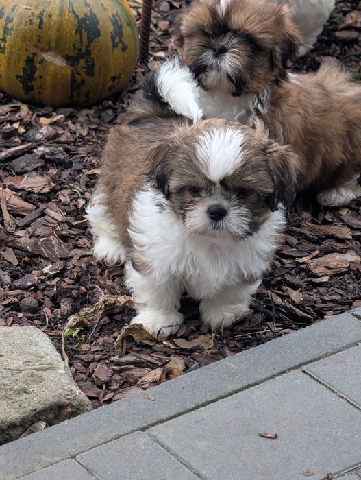 Sprzedam Suczke shih tzu
