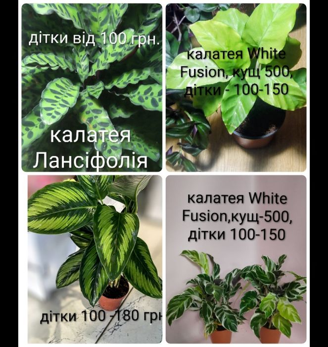 Розпродаж кімнатних рослин.Марантові.