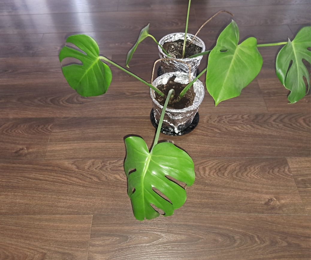 Monstera dziurawa.Dorosłe rośliny sadzonki.