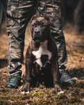American bully xl piesek