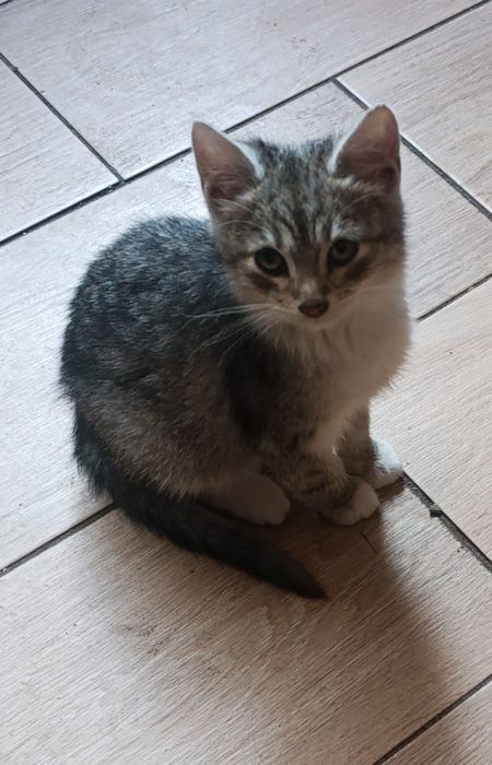 Віддам котика в хороші руки