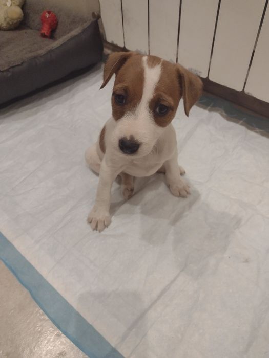 Jack Russell Terrier