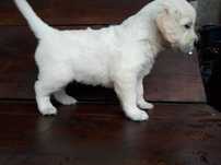 Golden Retriever Piesek