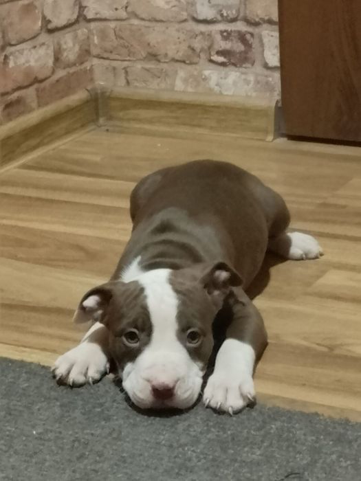 Piesek pitbull Red Nose