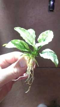 Anubias PINTO Absolutny Rarytas