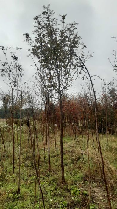 Jarząb pospolity (jarzębina) Sorbus auquparia od 10 do 16 cm obwodu