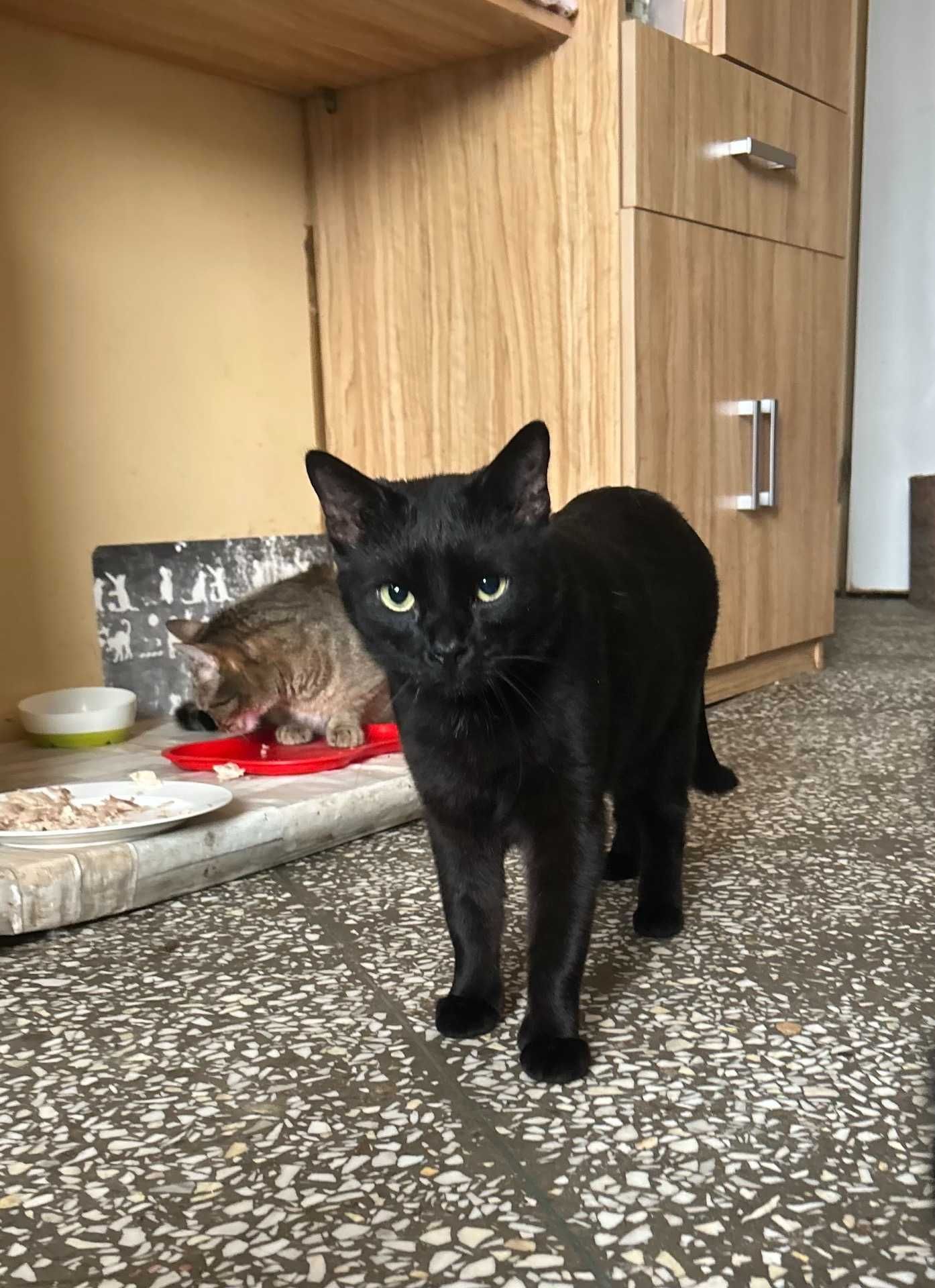 Kotka INKA poleca sie do adopcji