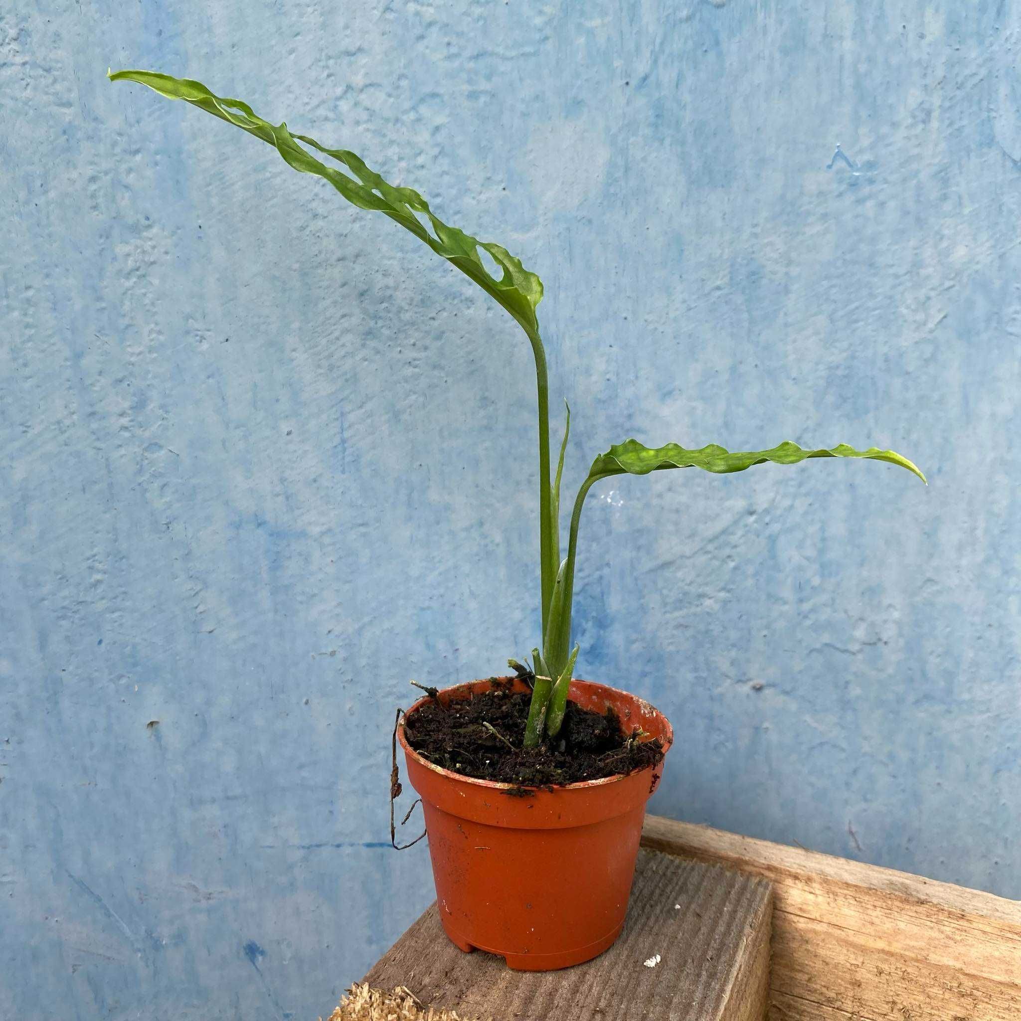 Monstera Obliqua Peru