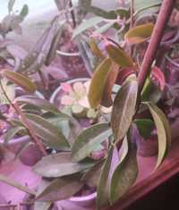 Hoya hoja  Chlorantha 5w