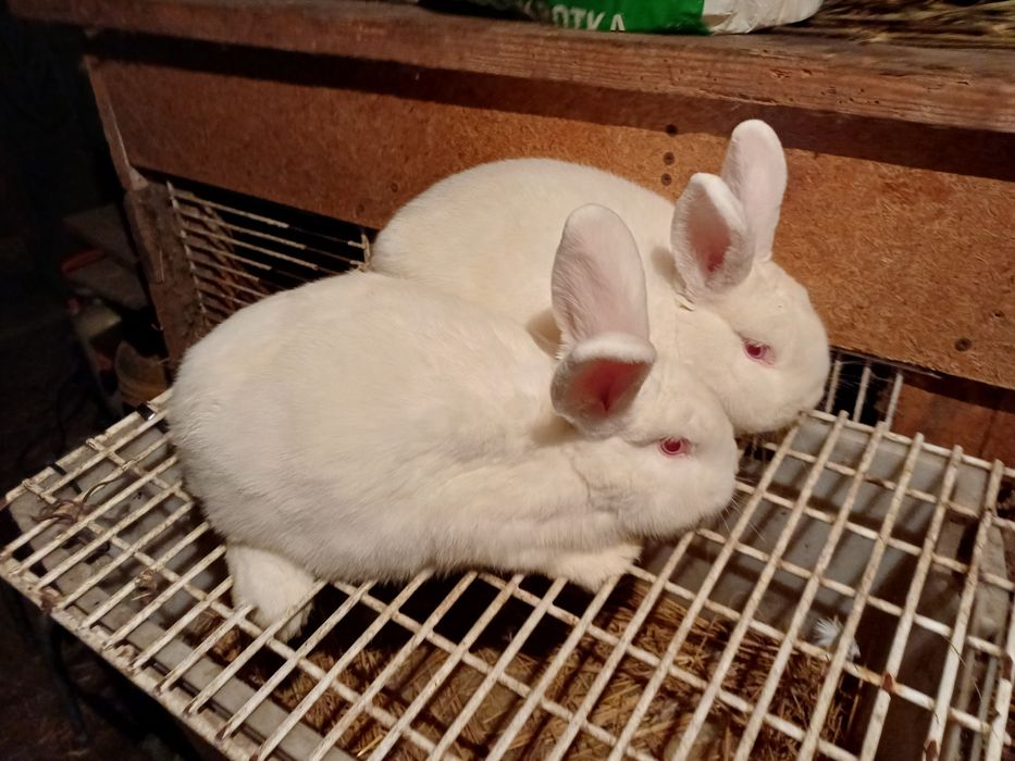 Nowozelanckie Białe samczyki.