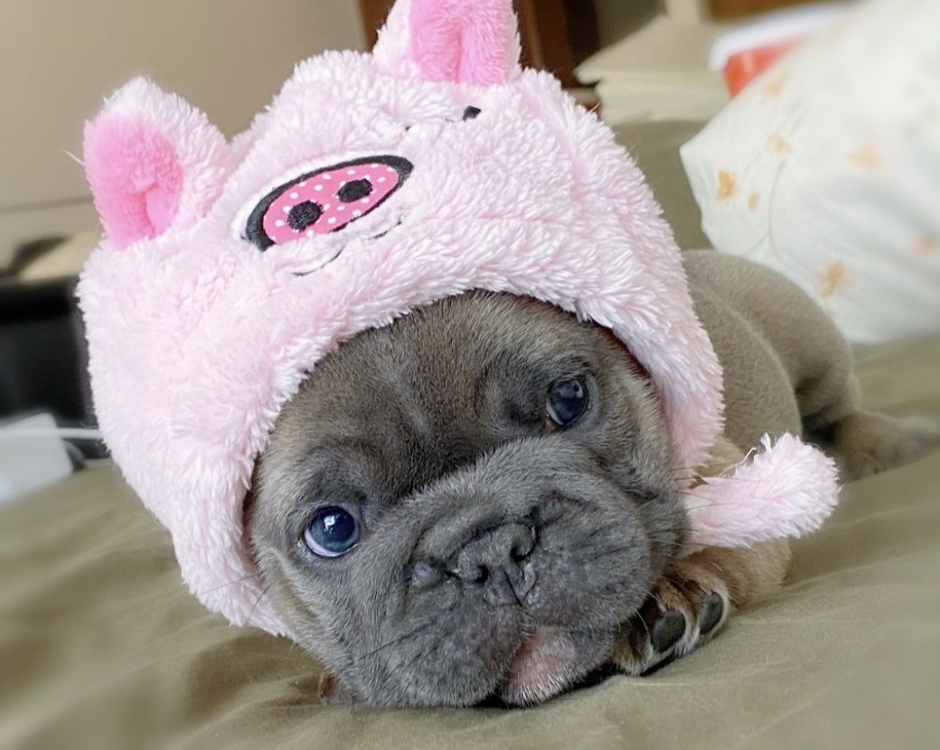 Bulldog francês exótico