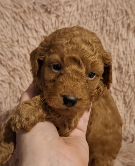 Śliczne Maluszki Pudel red toy/miniatura