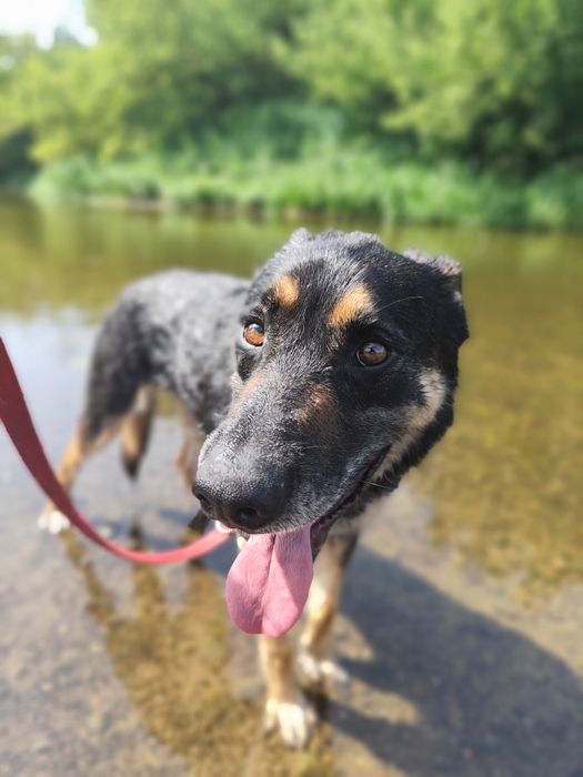 Tary, cudowny przytulak szuka domu