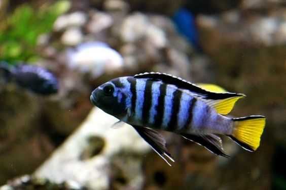 sprzedam pyszczaki Pseudotropheus elongatus Mphanga 1+2(samiec+2samice