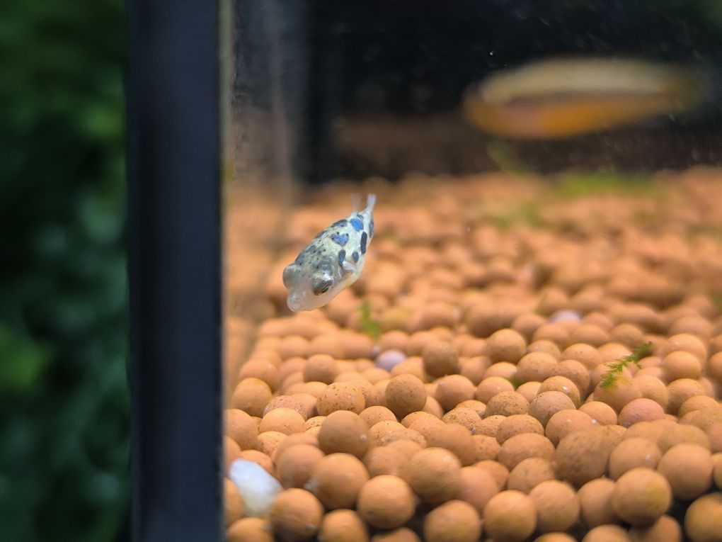 Peixe Balão Pigmeu (Monotrete Travancoricus)