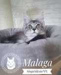 Srebrzysta niebieska pręgowana Malaga,  kotka Maine Coon