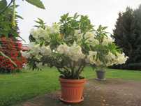 Datura -patyki do ukorzenienia 10 szt zestaw
