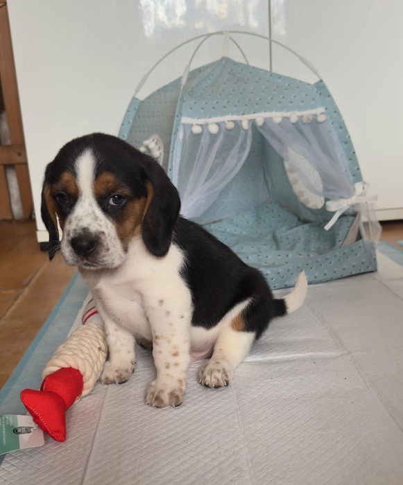 Beagle piesek szczeniak z rodowodem