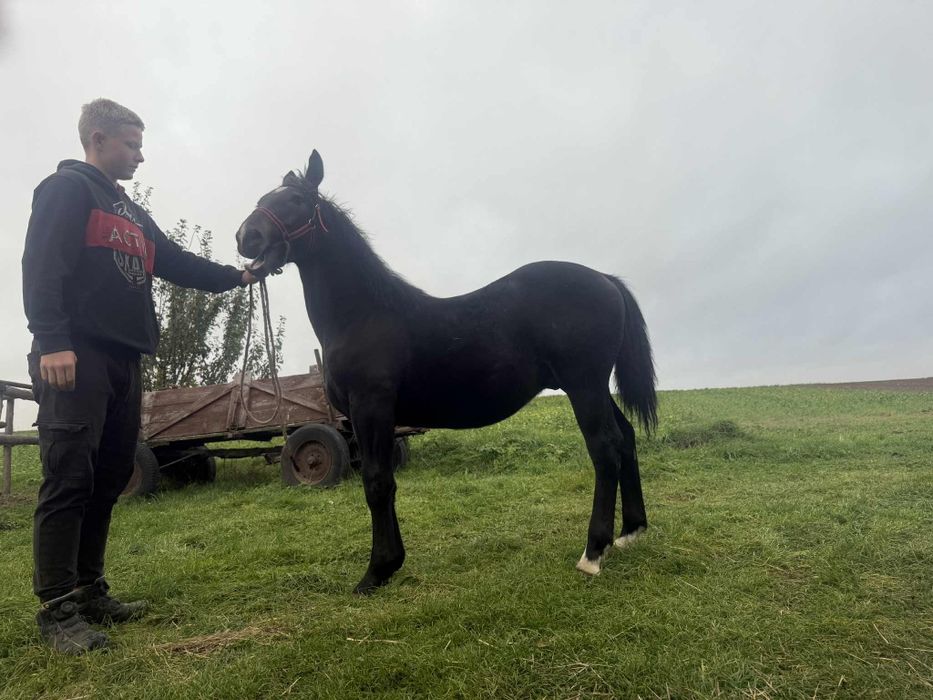 Sprzedam ogierka 8 miesiecy