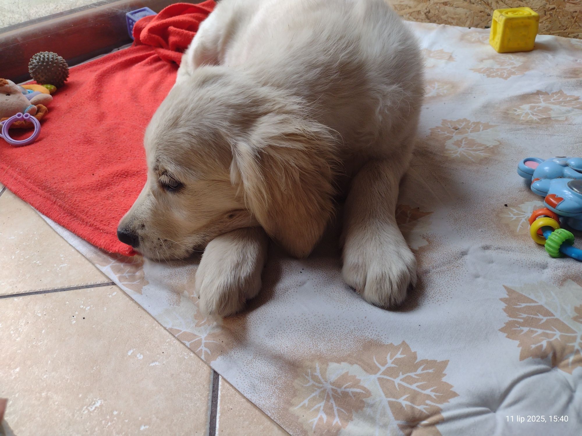 Golden Retriever suczka ZKwP/FCI