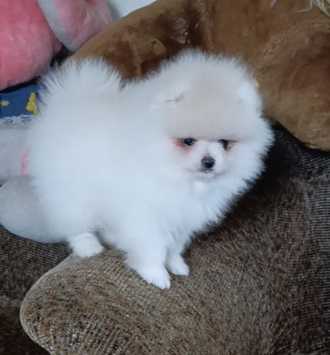 Хлопчик пом шпіц міні