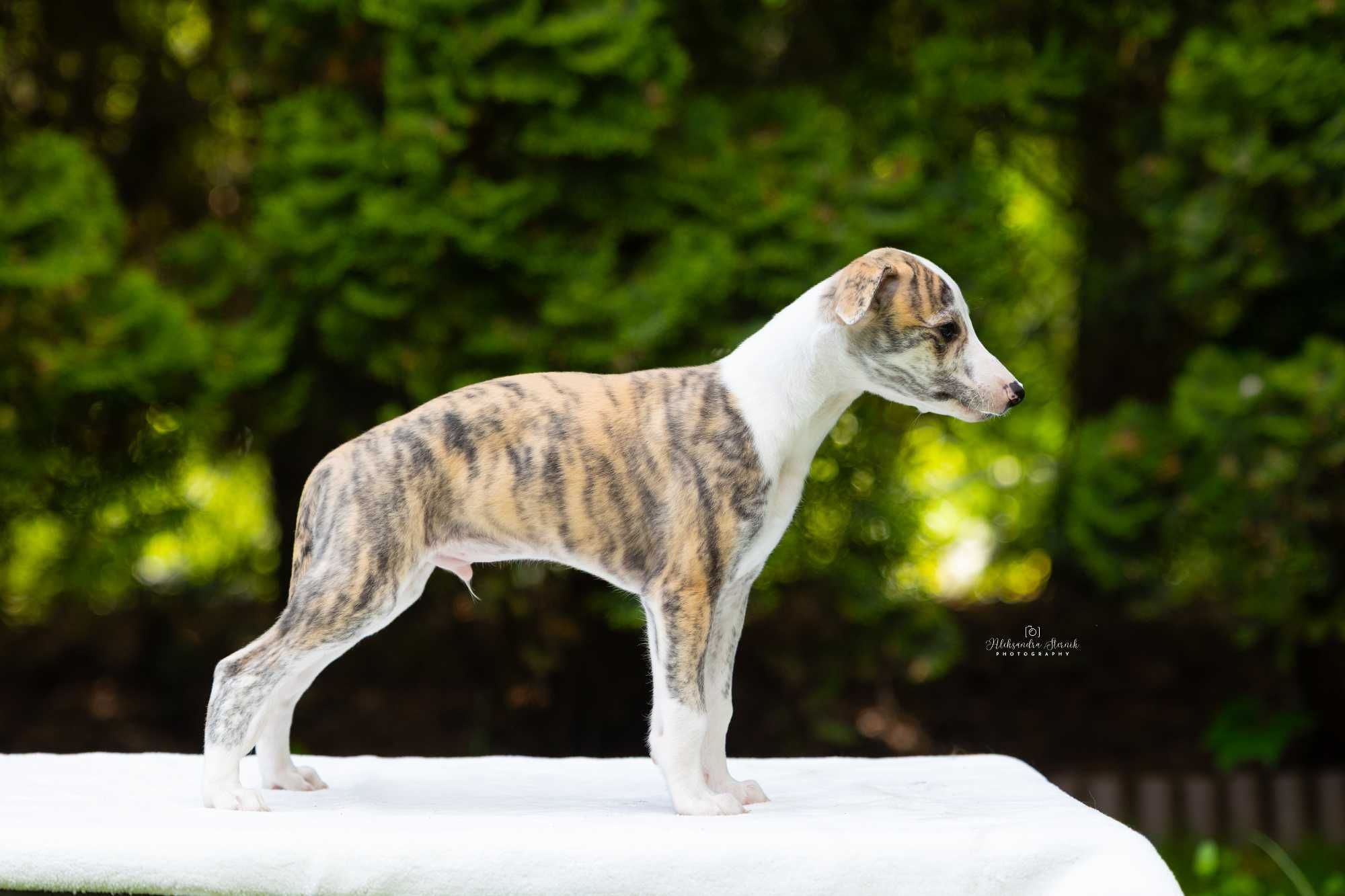 Szczeniaczki whippet chart angielski