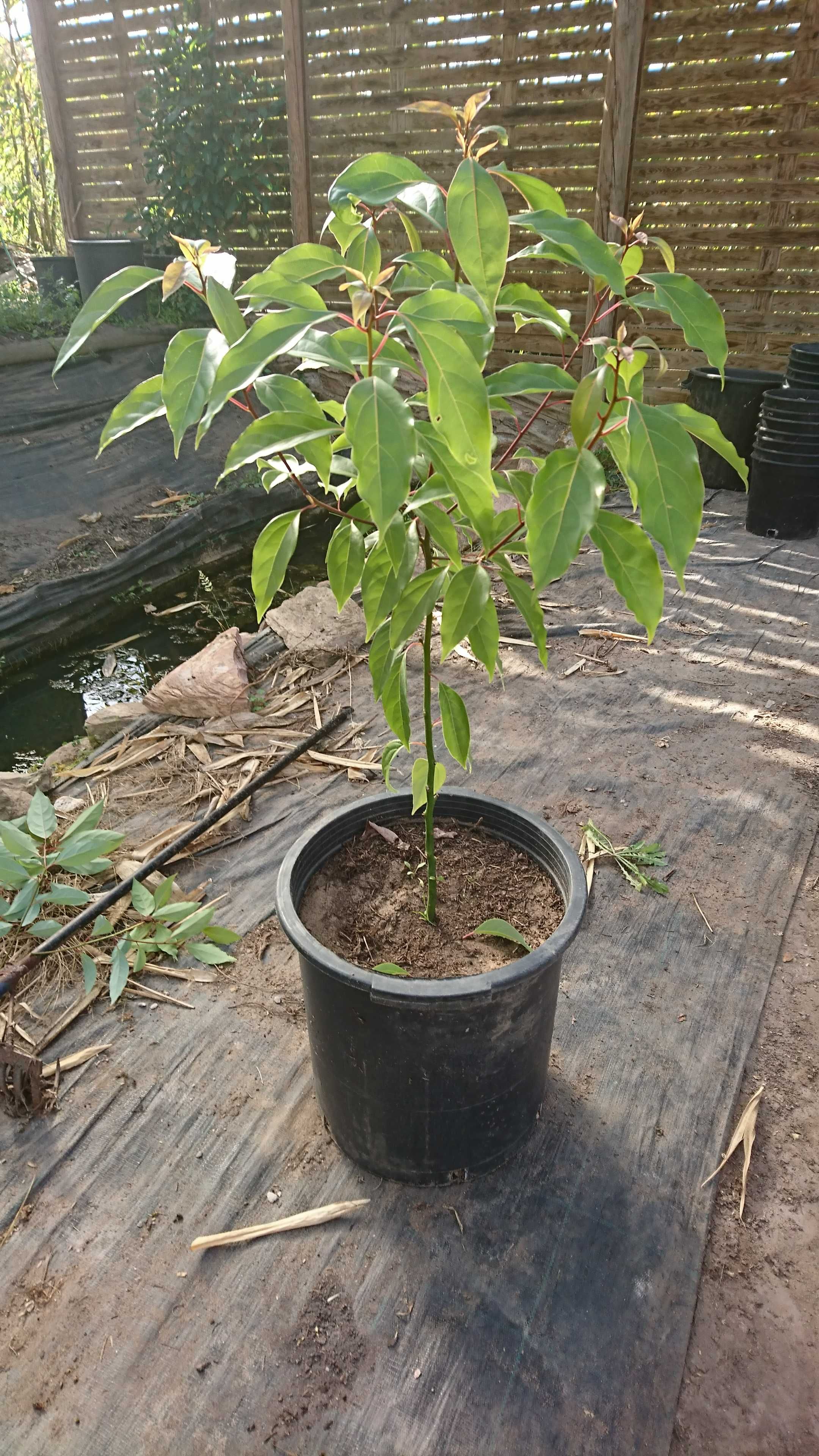 Canforeira - Cinnamomum camphora em vaso ou torrão