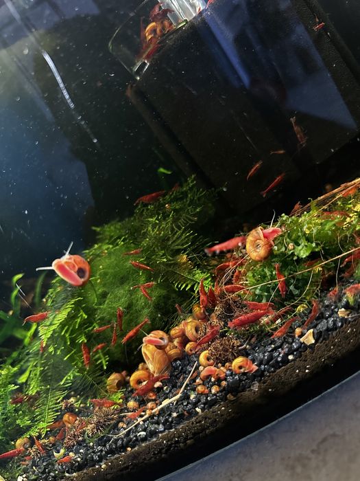 Krewetki Red Cherry 10 sztuk!