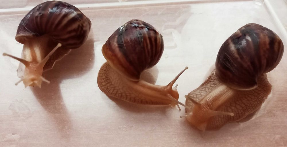 Ахатина фуліка маленька