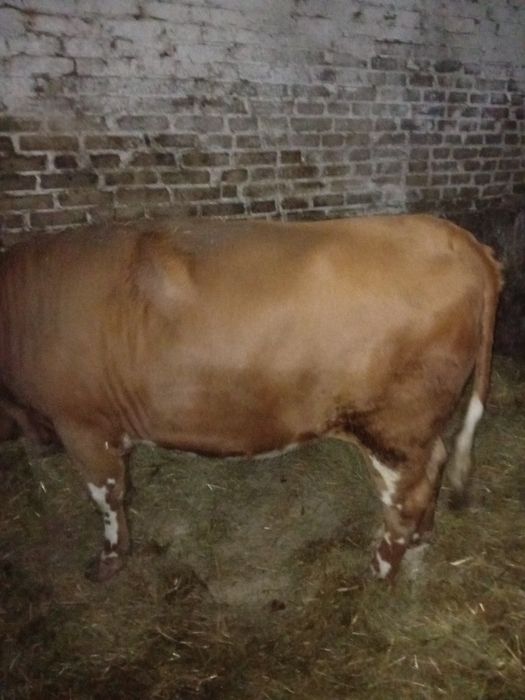 Jałówka pod zacielenie