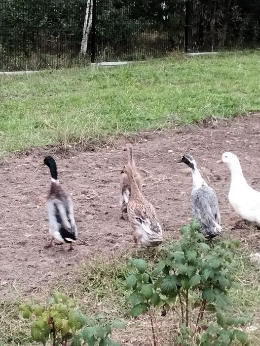 Kaczki biegus indyjski